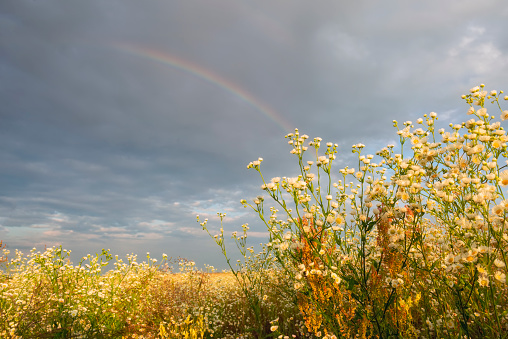 Blooming field with white field daisies and a rainbow. Sunny warm summer photo.