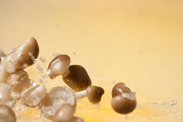 des champignons frais - mushroom edible mushroom water splashing photos et images de collection