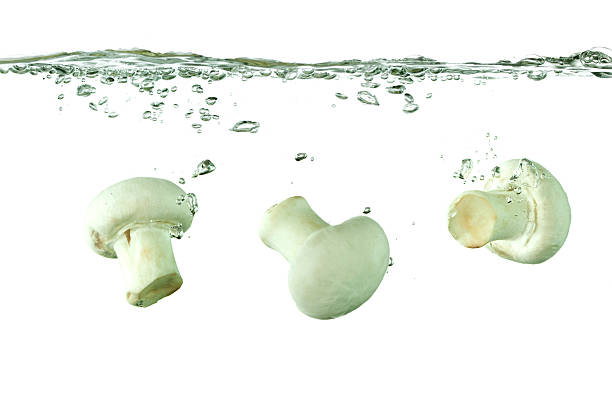 champignons sous-marine - mushroom edible mushroom water splashing photos et images de collection