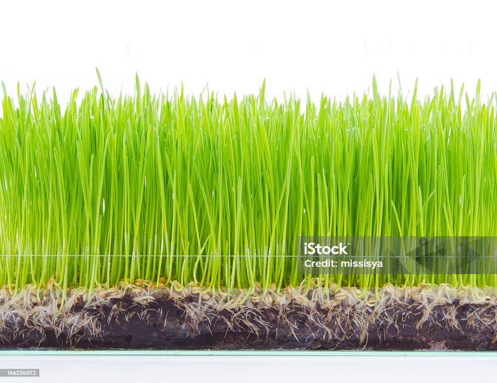 GERMEN DE TRIGO Verde sobre fondo blanco - Foto de stock de Clorofila libre de derechos