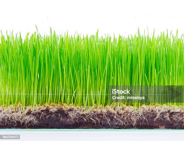 Germen De Trigo Verde Sobre Fondo Blanco Foto de stock y más banco de imágenes de Clorofila - Clorofila, Crecimiento, Cuchilla