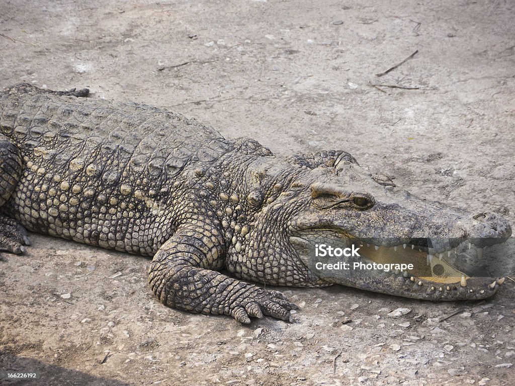 Crocodile - Photo de Animaux de compagnie libre de droits