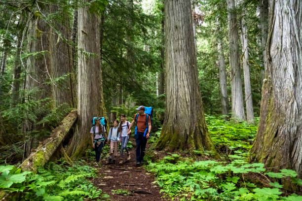 istock Family hiking in an old growth forest 1662270517