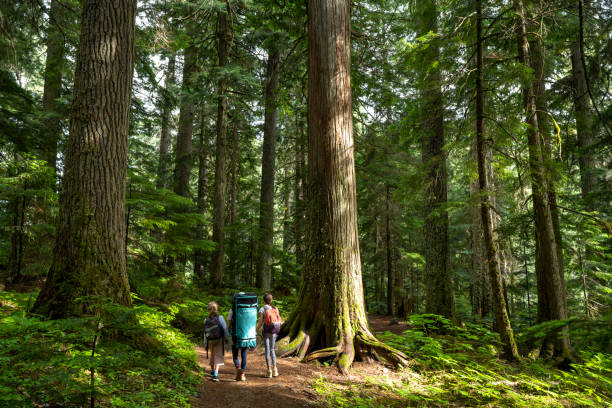 istock Family hiking in an old growth forest 1662271071