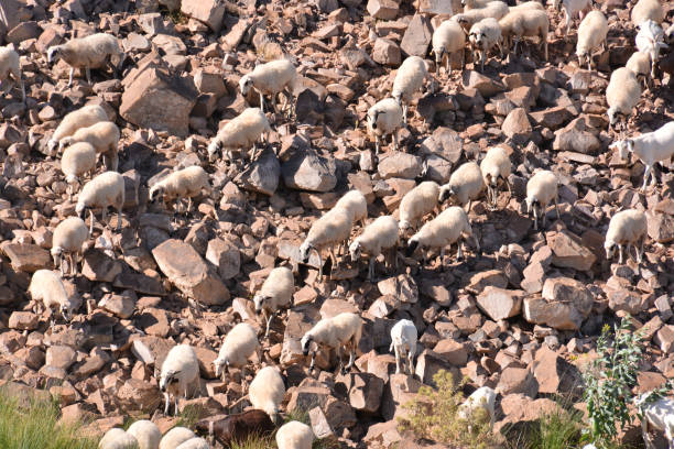 istock flock of sheep 1662284462