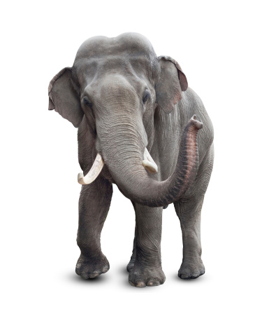 Elefante Aislado en blanco con trazado de recorte INCLUIDO photo