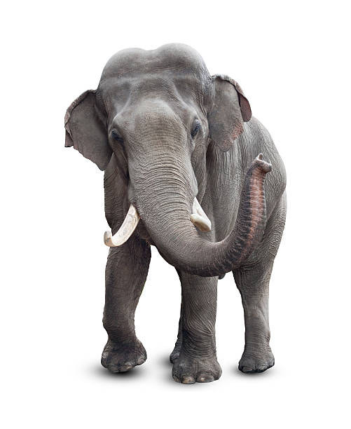 éléphant isolé sur blanc avec un tracé de détourage inclus - éléphant photos et images de collection