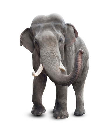 A young Caucasian woman feeds an elephant at a contact zoo, which has its trunk wrapped around her. The view of the profile.