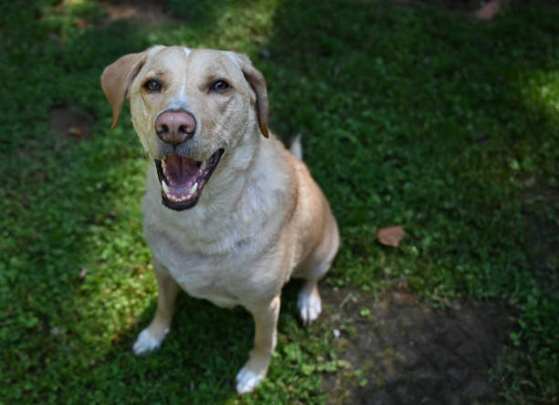 istock Happy yellow Labrador Retriever dog sitting outdoors looking up at camera 1662294064