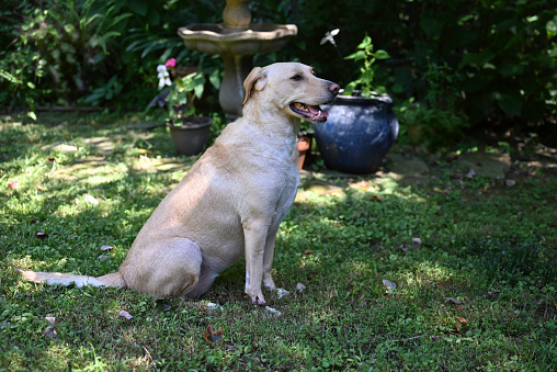 Yellow Labrador Retriever dog sitting in a nature area outdoors