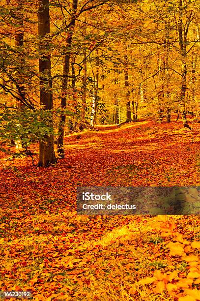 Herbst Buche Forest Stockfoto und mehr Bilder von Baum - Baum, Blatt - Pflanzenbestandteile, Braun