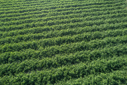 Tomato plantation in stripes, irrigated. by drop, aerial view, flyover