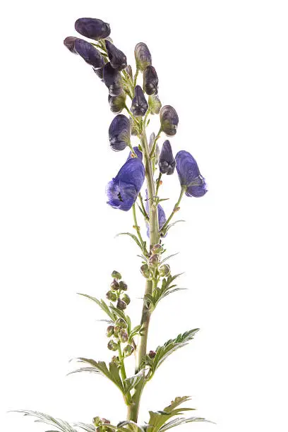 Monkshood "Aconitum Napellus" isolated on White.