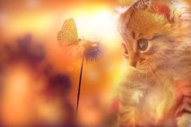istock Cute kitten exploring nature. Fluffy dandelion and butterfly on orange sunset sky background of the setting sun. Discovery. Fairy Nature 1662365353