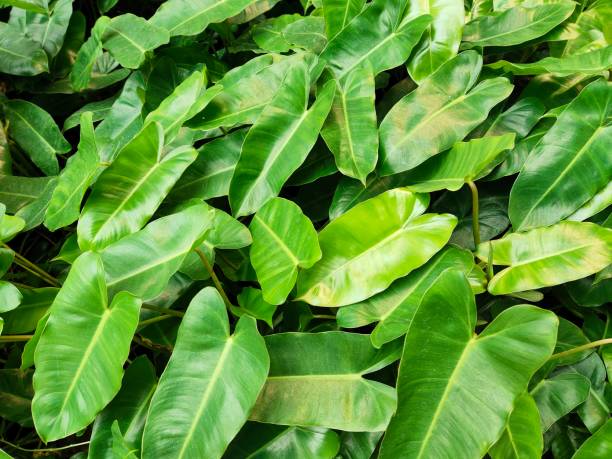istock Philodendron rugosum plant 1662377422
