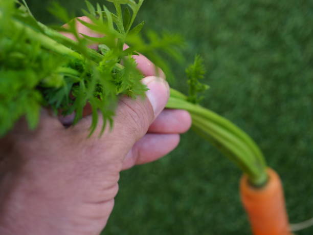 istock forked roots of carrots diseased vegetable 1662377770