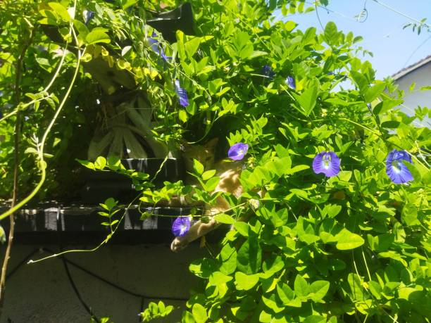 バタフライエンドウ豆の花
