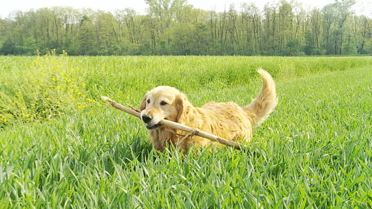 HD SLOW-MOTION: Dog Bringing A Stick