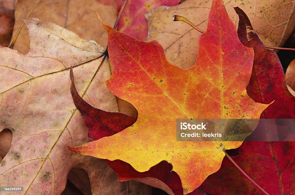 Plano aproximado de outono folhas - Royalty-free Amarelo Foto de stock
