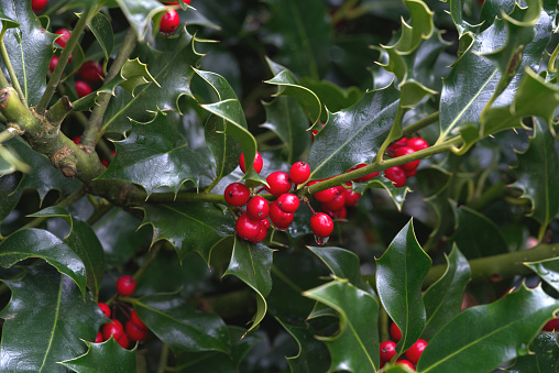 Collection of decorative Christmas plants with green leaves and holly berries.