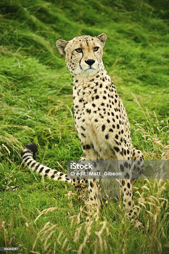 Gepard Acinonyx Jubatus Wielki kot - Zbiór zdjęć royalty-free (Dziki kot)