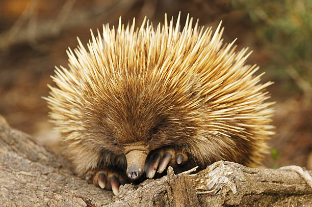 Short-beaked echidna (Tachyglossus aculeatus) in Flinders Chase National Park, Australia Short-beaked echidna (Tachyglossus aculeatus) in Flinders Chase National Park, Kangaroo Island, Australia echidna stock pictures, royalty-free photos & images