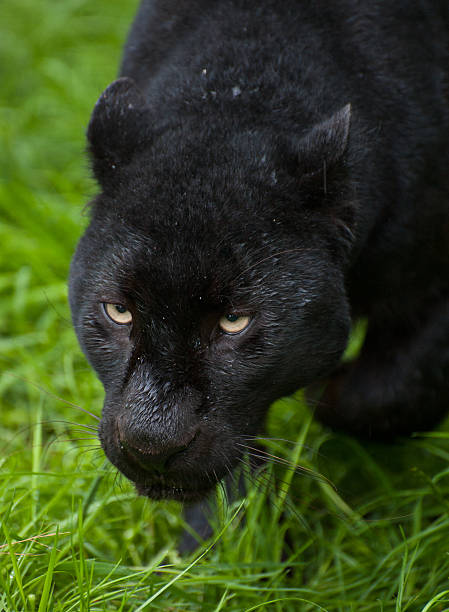 черный леопард, пантера pardus рыск через длинные трава - leopard prowling black leopard undomesticated cat стоковые фото и изображения