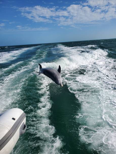 istock Dolphin in Air behind a Trawler 1662443050