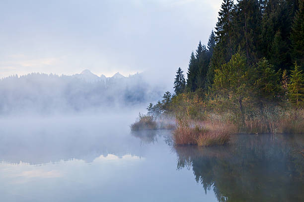 istock alpine forest in fog 166244883