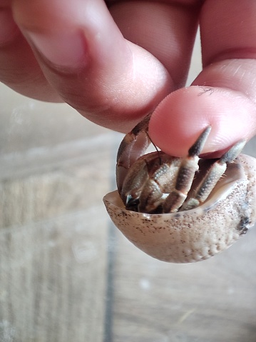 Hermit Crab photographed in Okinawa
