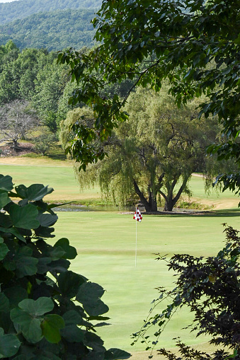 A putting green of a golf course with bunkers nearby and bushes and trees in the background.