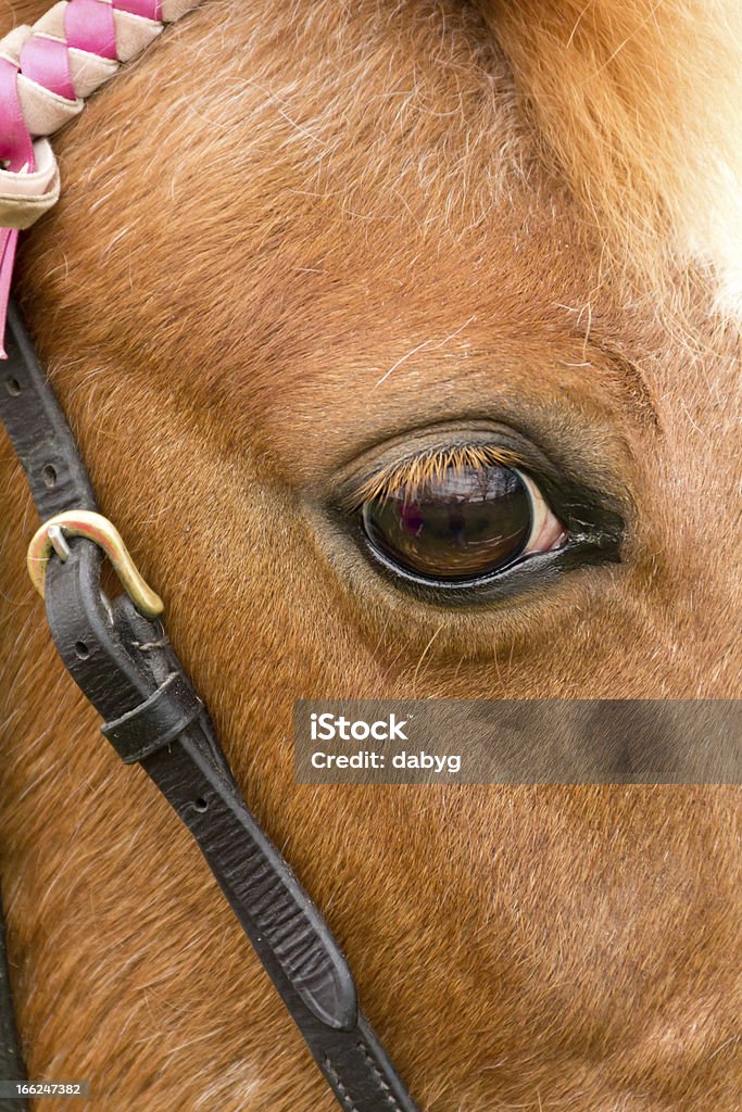 A beleza está nos olhos - Foto de stock de Alazão - Cor de Cavalo royalty-free
