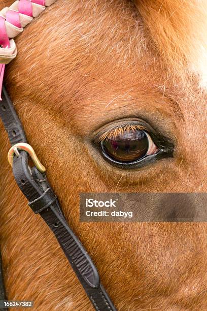 Foto de A Beleza Está Nos Olhos e mais fotos de stock de Alazão - Cor de Cavalo - Alazão - Cor de Cavalo, Animal, Animal doméstico