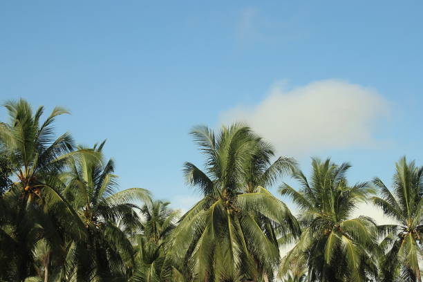istock Coconut plantations in Asia 1662478001