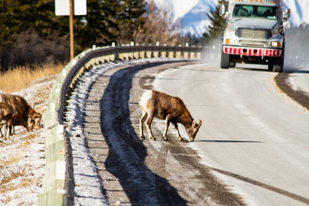 Bighorn Sheep licking salt from road face harm from vehicles like this large commercial truck driving fast. stock photo