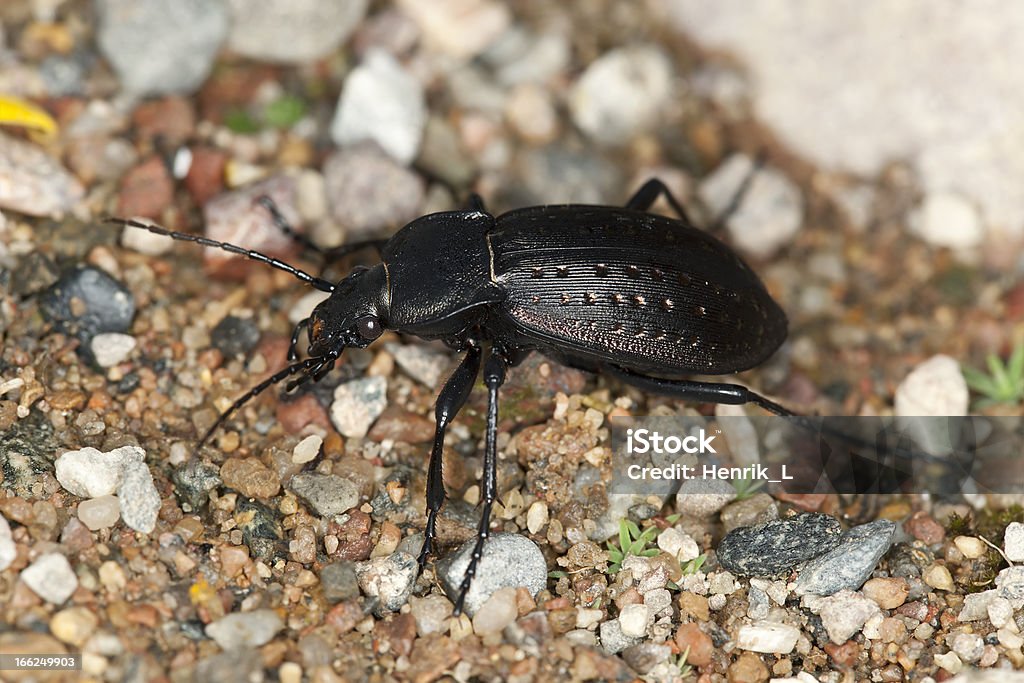 Escarabajo de tierra (Carabus hortensis) macro foto - Foto de stock de Aire libre libre de derechos
