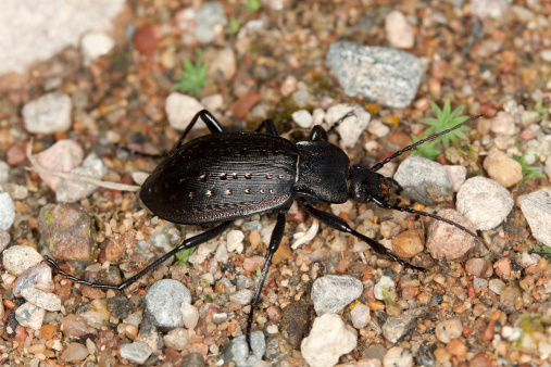 Ground beetle (Carabus hortensis) macro photo 