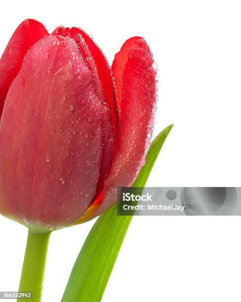 Rote Tulpen Stockfoto und mehr Bilder von Einzelner Gegenstand - Einzelner Gegenstand, Flüssig, Fotografie