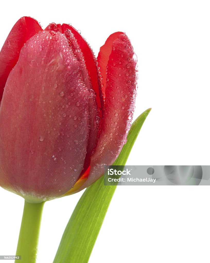 Tulipanes rojos - Foto de stock de Fondo blanco libre de derechos