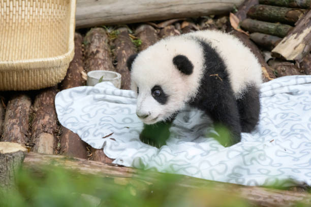 istock baby giant panda 1662534081
