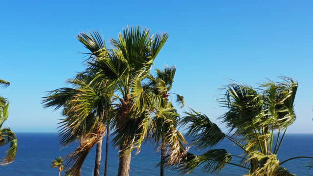 Strong wind blowing through palm trees by the ocean on a sunny day