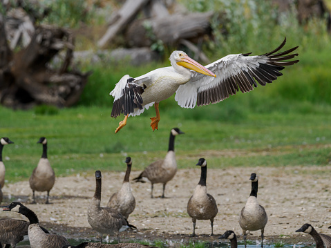 American White Pelican landing in a wetland pond. Geese are nearby.