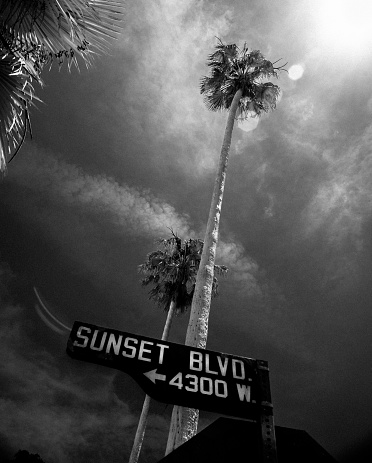 Palm Tree on Sunset Blvd