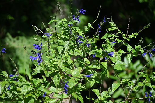 Salvia guaranitica (Anise-scented sage) flowers. Lamiaceae perennial plants native to South America. Dark blue, lip-shaped flowers bloom from early summer to late fall.