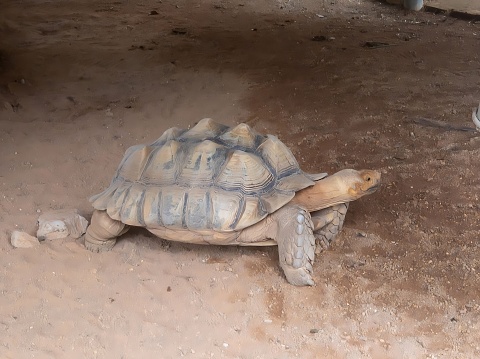 An African spurred tortoise or sulcata tortoise at Zoo Melaka.
