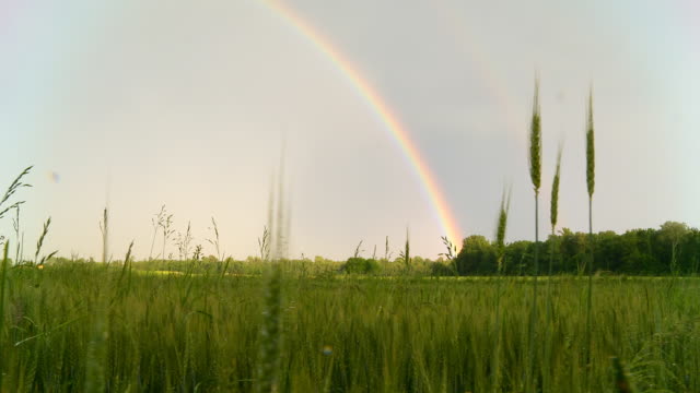 HD DOLLY: Rainbow Over Field Of Barley