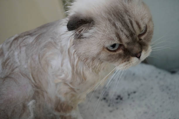 istock cat visits groomer, groomer bathing a cat 1662597860