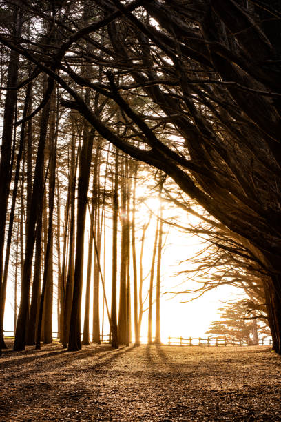 Cypress Trees at Sunset