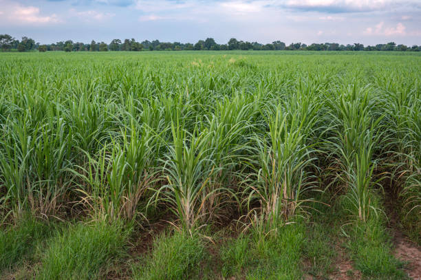 istock sugarcane field sugarcane farm 1662614461