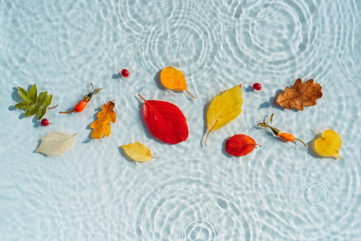 Multi-colored autumn leaves on the background of water with drops and waves. The concept of an autumn background with leaves on transparent water with ripples from the rain. Abstract fall background